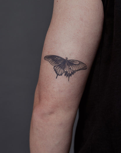 Midnight Monarch