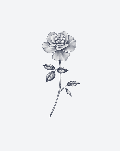 Perfect Rose
