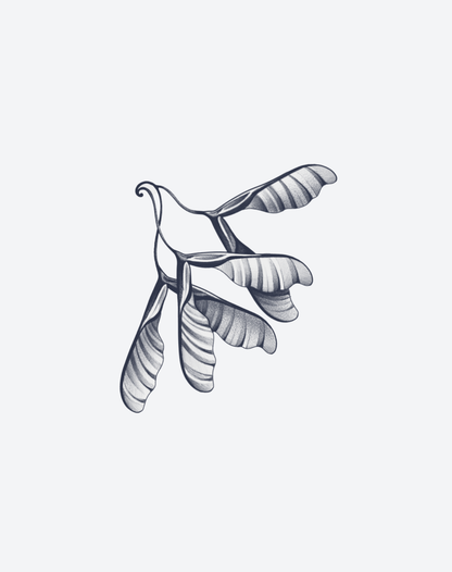 Seed of Flight