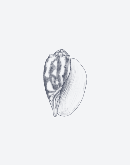 Shell of Knowing